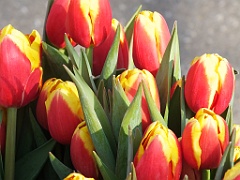 tulipsNL (16)